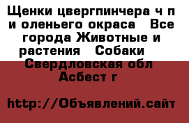 Щенки цвергпинчера ч/п и оленьего окраса - Все города Животные и растения » Собаки   . Свердловская обл.,Асбест г.